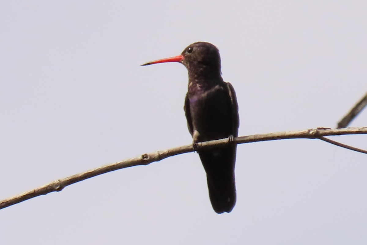 White-chinned Sapphire - ML642289210
