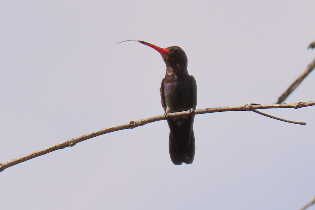 White-chinned Sapphire - ML642289211