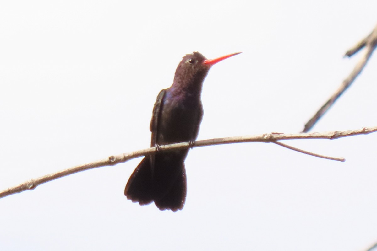 White-chinned Sapphire - ML642289212