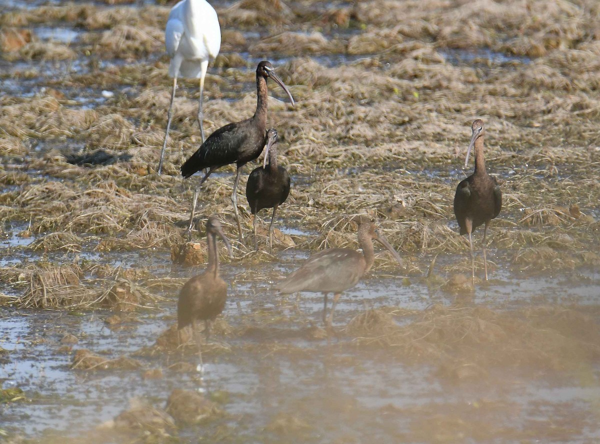 Glossy Ibis - ML642289237