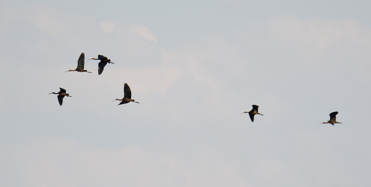 Glossy Ibis - ML642289239