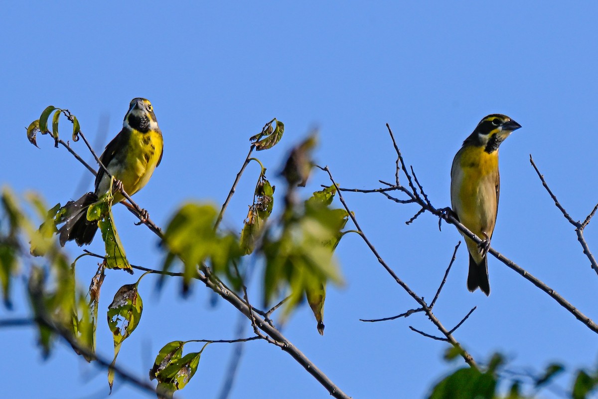 Dickcissel - ML642289241