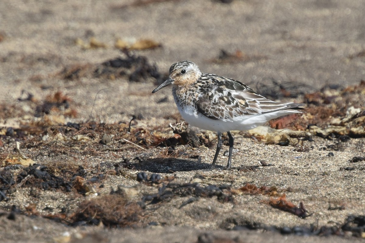 Sanderling - ML642289250