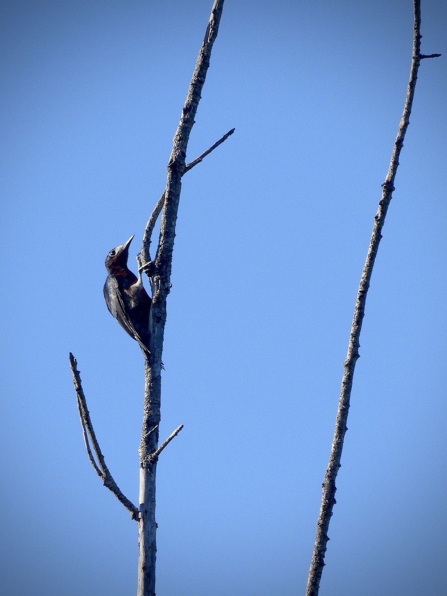 Puerto Rican Woodpecker - ML642289252