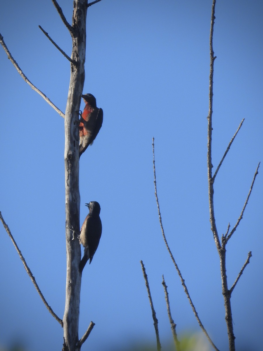 Puerto Rican Woodpecker - ML642289253