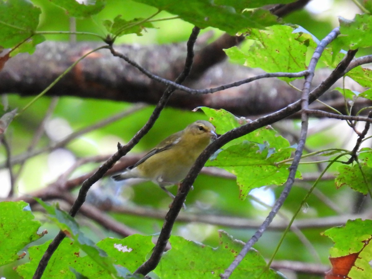 Tennessee Warbler - ML642289269