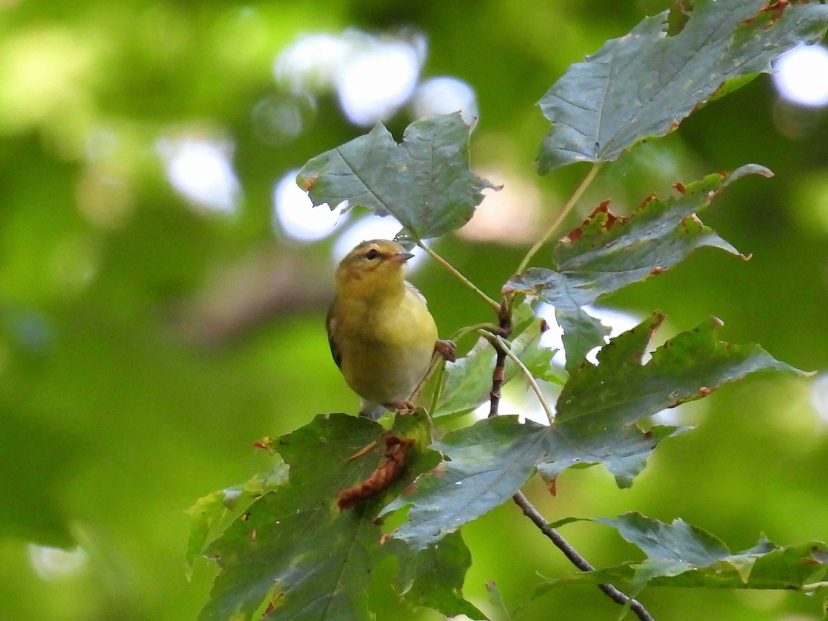 Tennessee Warbler - ML642289270
