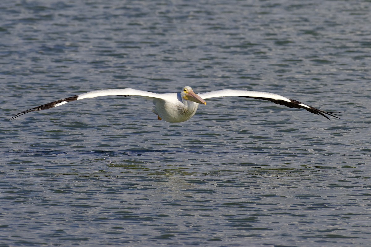 American White Pelican - ML642289286