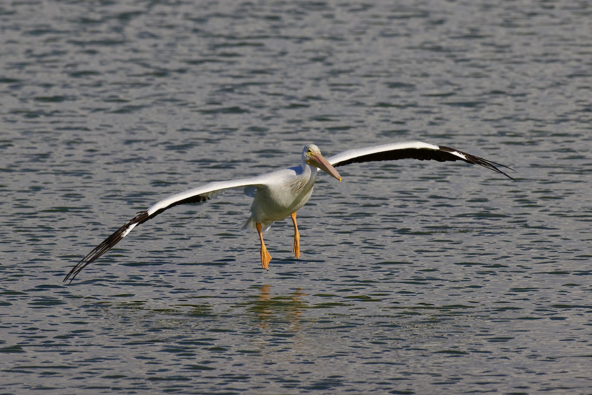 American White Pelican - ML642289287