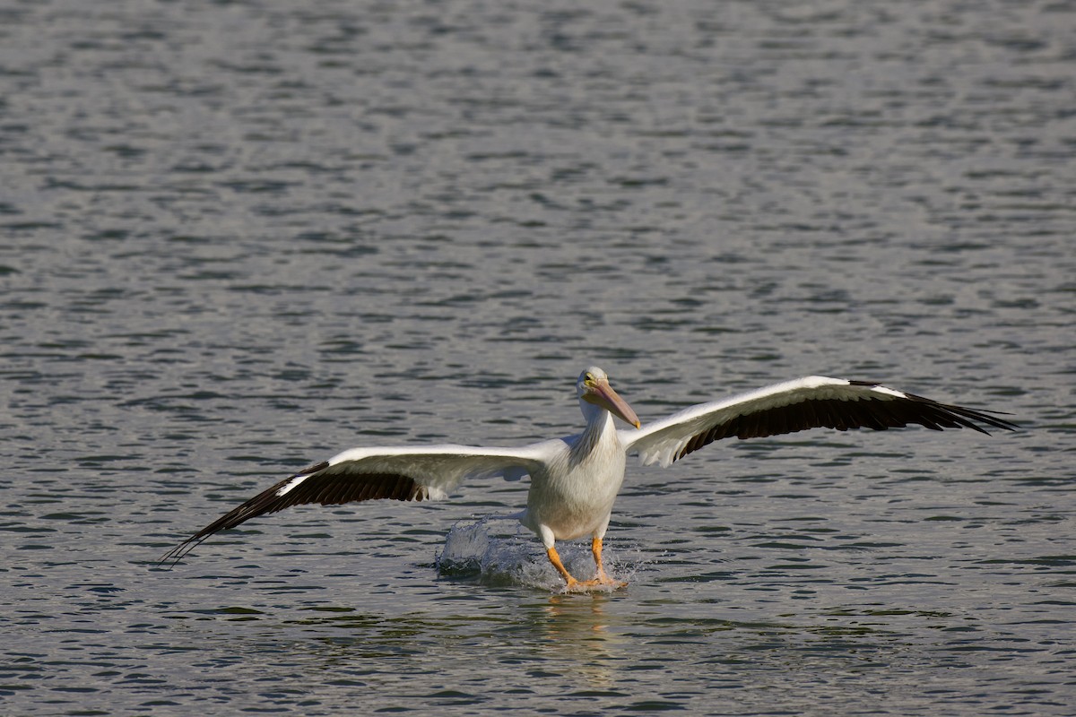 American White Pelican - ML642289288
