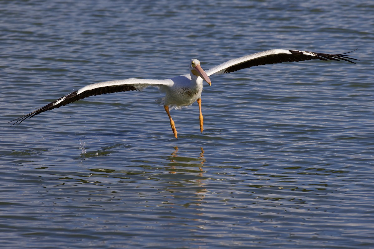 American White Pelican - ML642289289