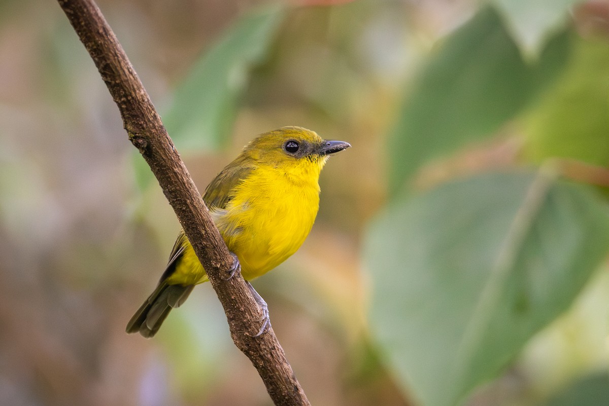 Bornean Whistler - ML642289292