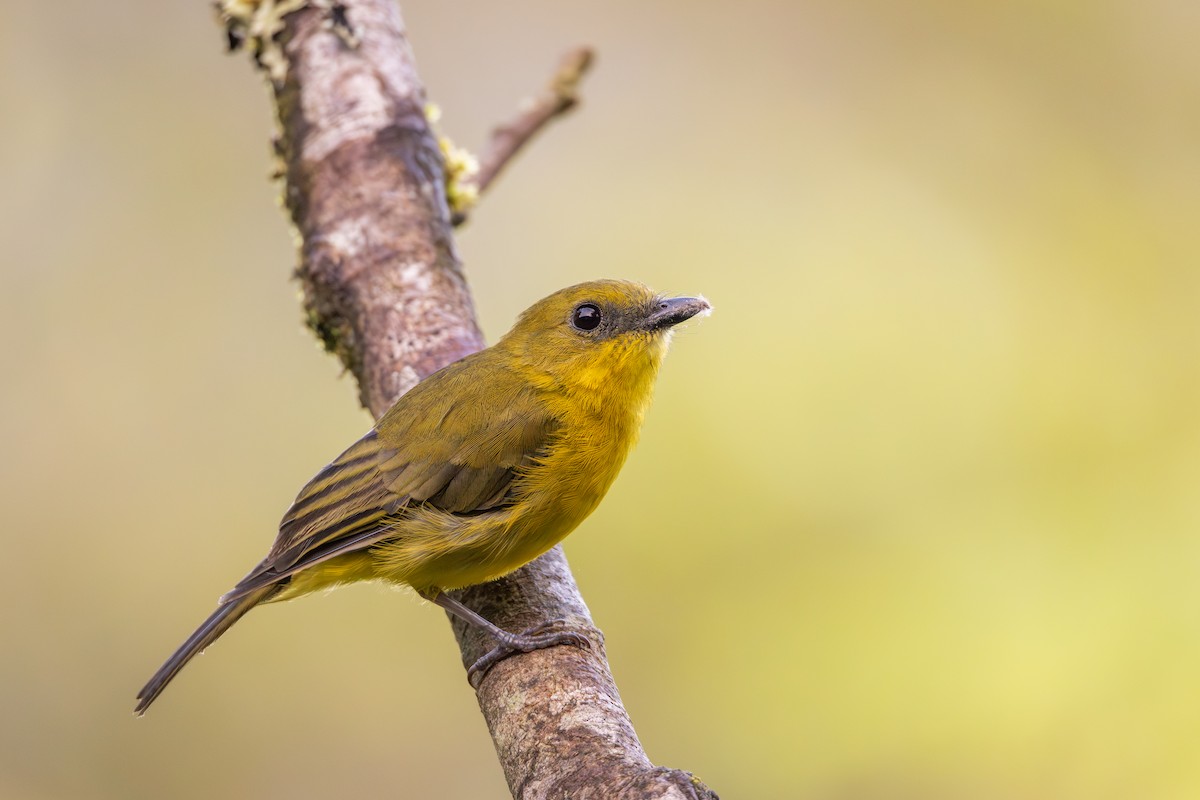 Bornean Whistler - ML642289294