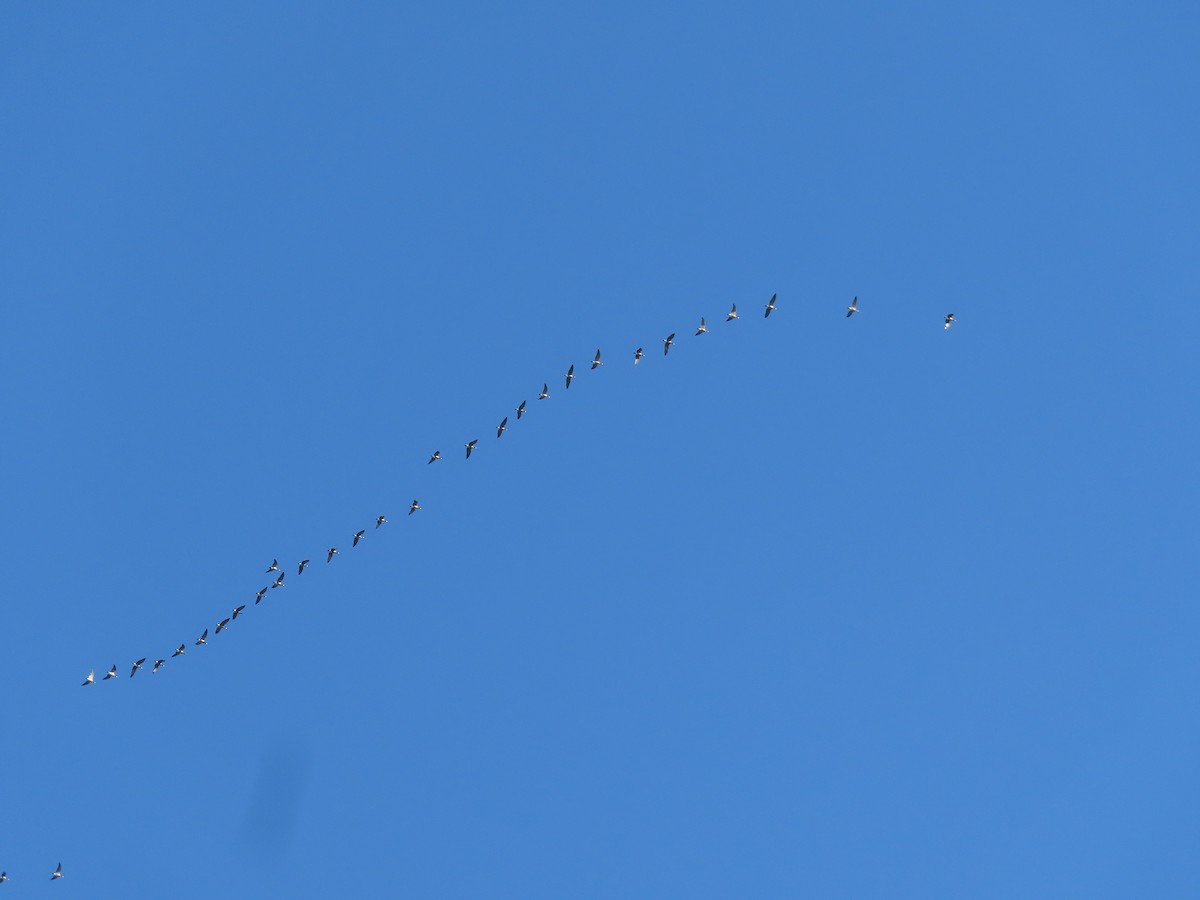 Cackling Goose - ML642289301