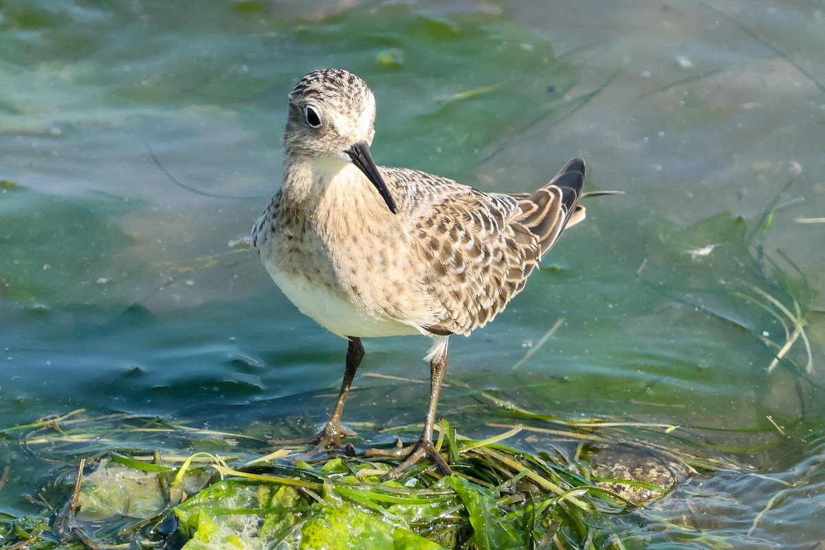 Baird's Sandpiper - ML642289302