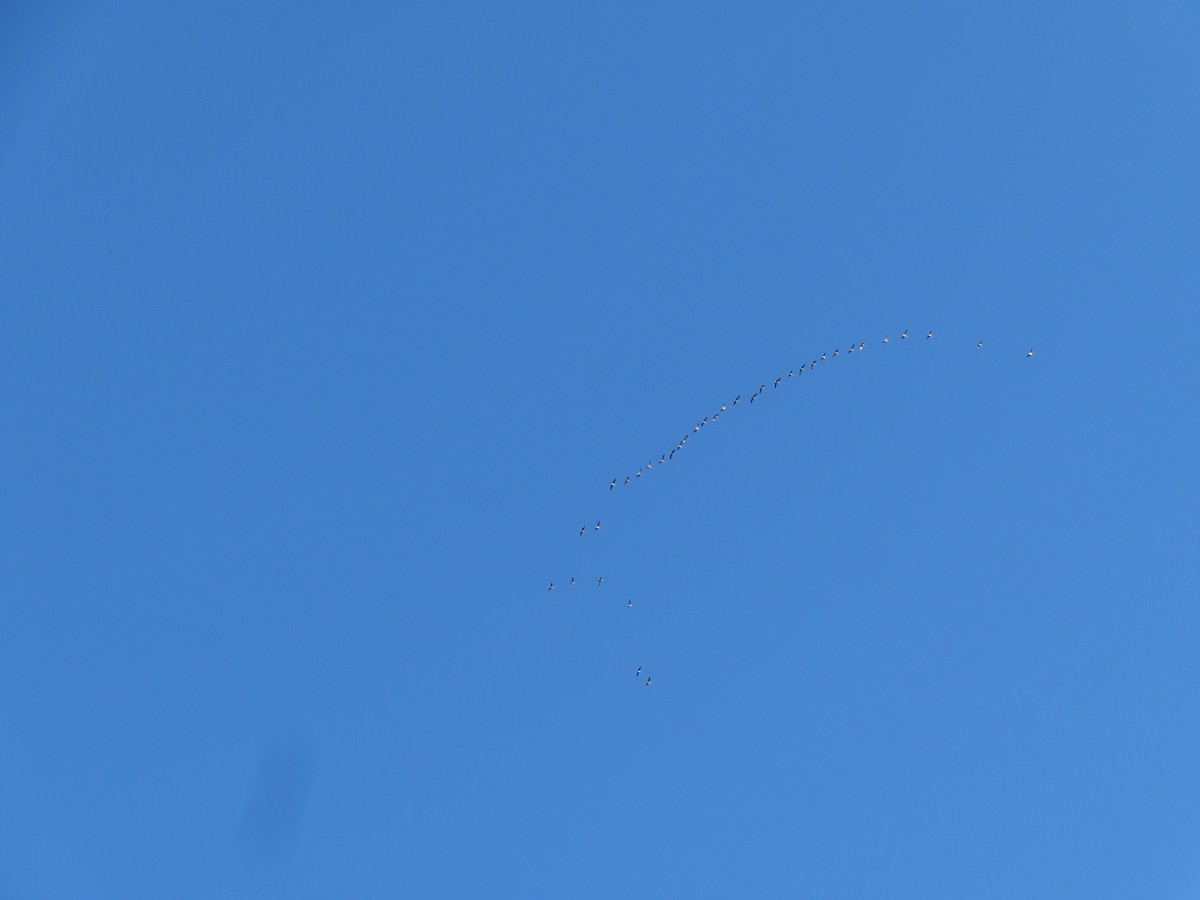 Cackling Goose - ML642289306