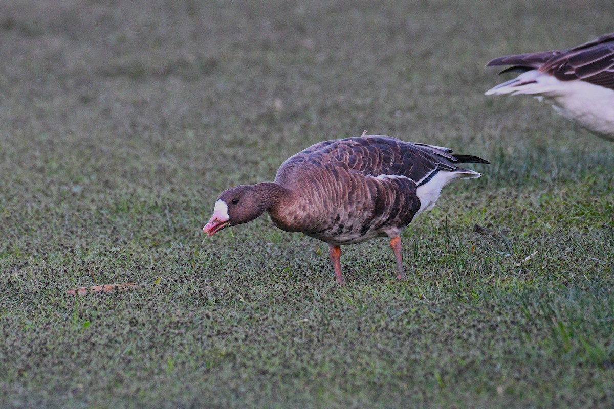Greater White-fronted Goose - ML642289307