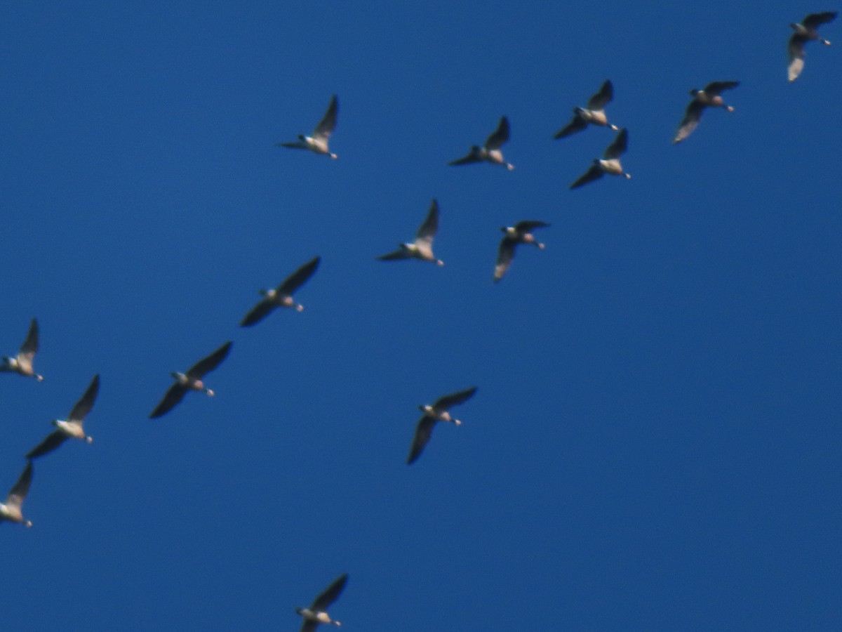 Cackling Goose - ML642289310