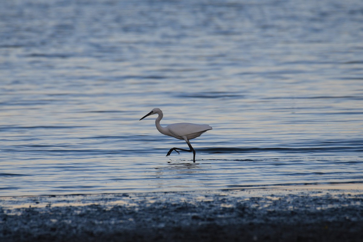 Little Egret - ML642289315