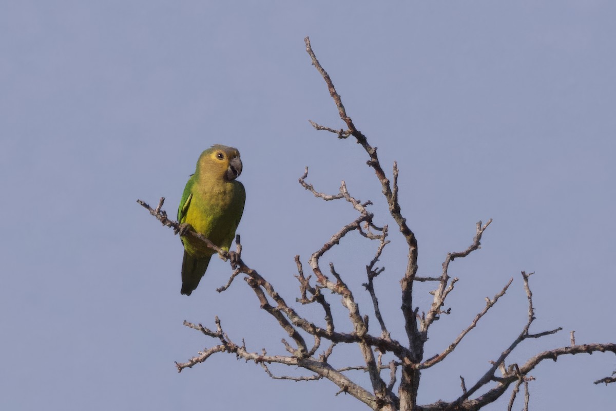 Brown-throated Parakeet - ML642289322