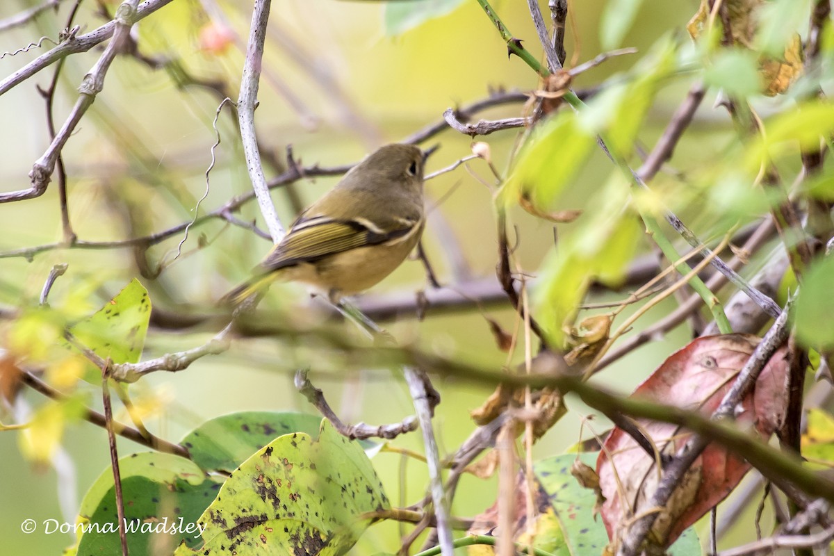 Ruby-crowned Kinglet - ML642289331