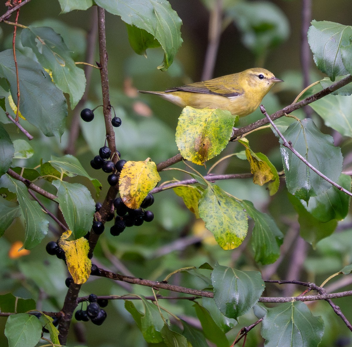 Tennessee Warbler - ML642289332