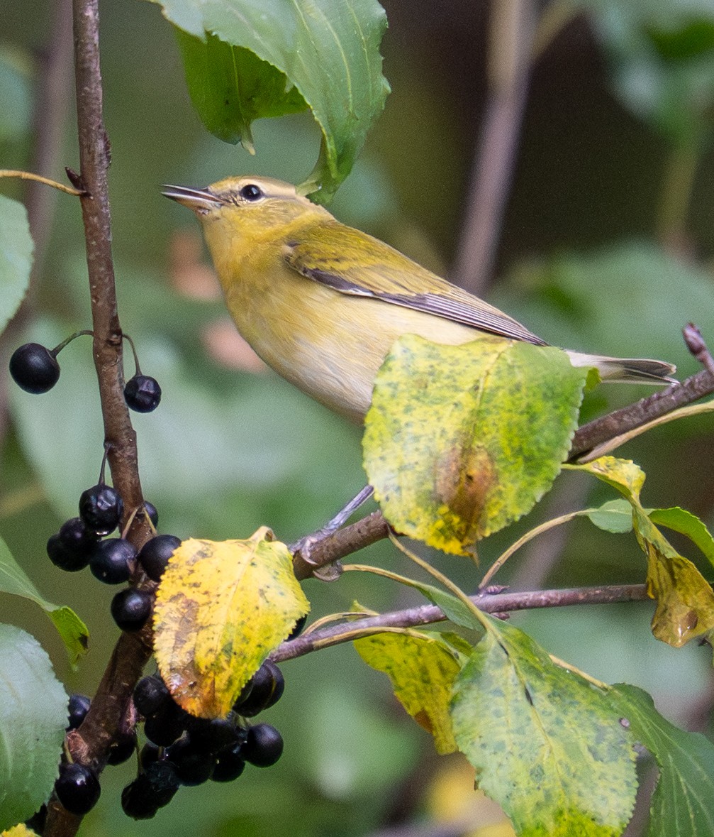 Tennessee Warbler - ML642289335