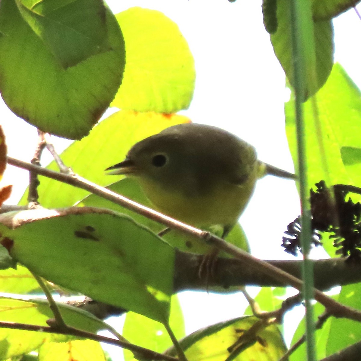 Common Yellowthroat - ML642289336