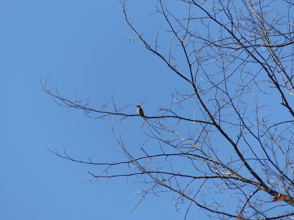 Cedar Waxwing - ML642289373