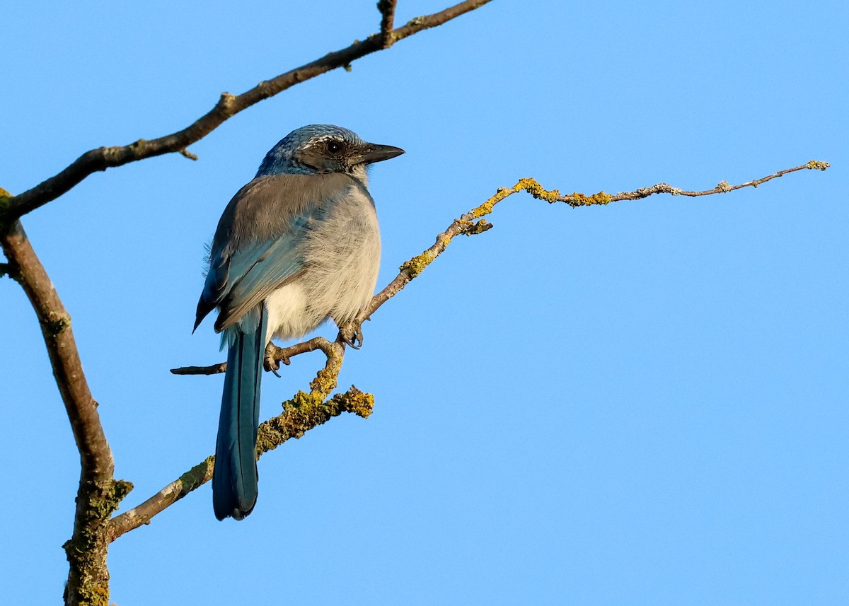 California Scrub-Jay - ML642289379