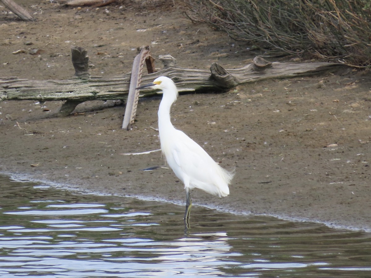 Snowy Egret - ML642289393