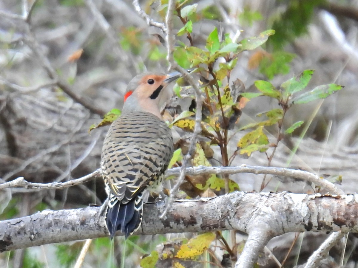 Northern Flicker - ML642289400