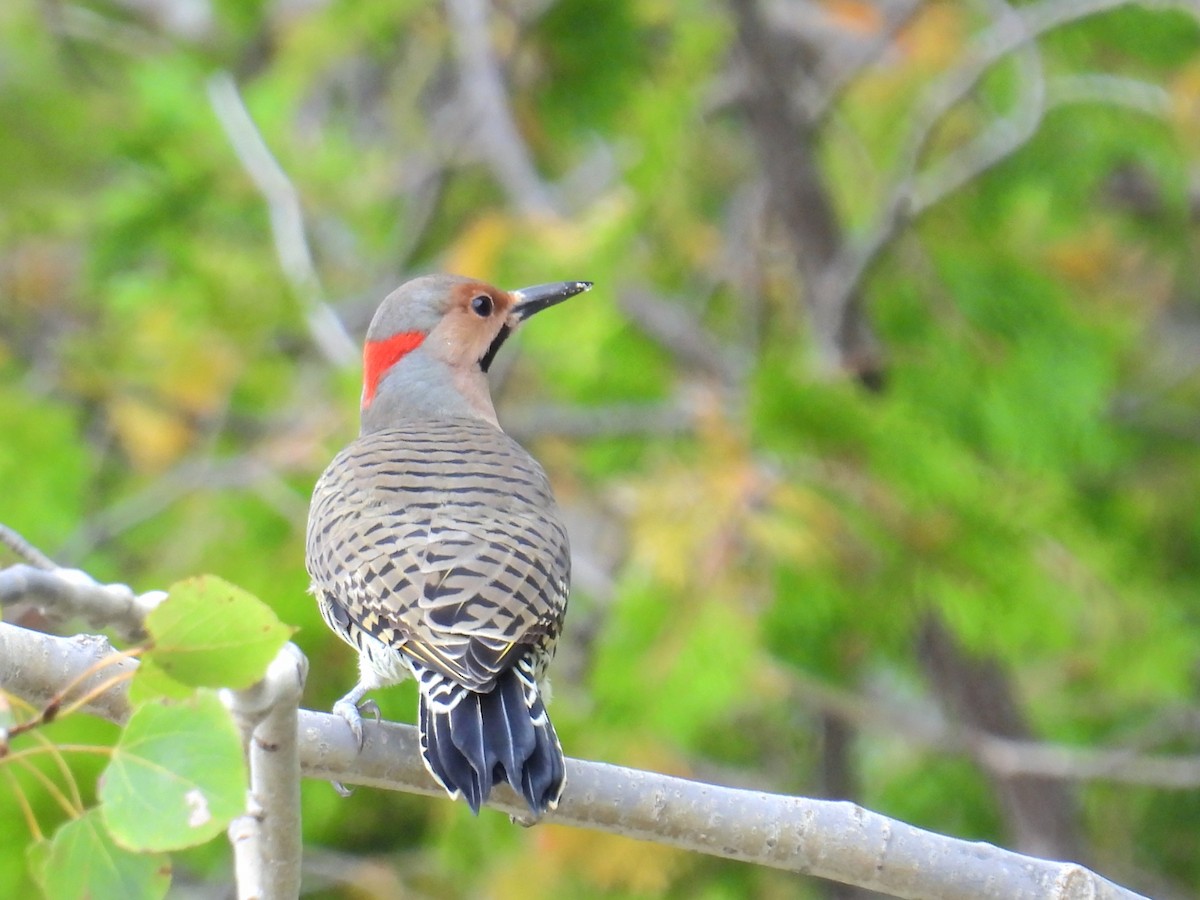 Northern Flicker - ML642289401