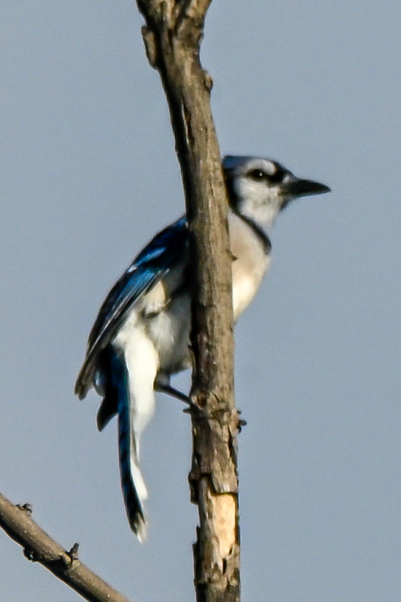Blue Jay - ML642289403