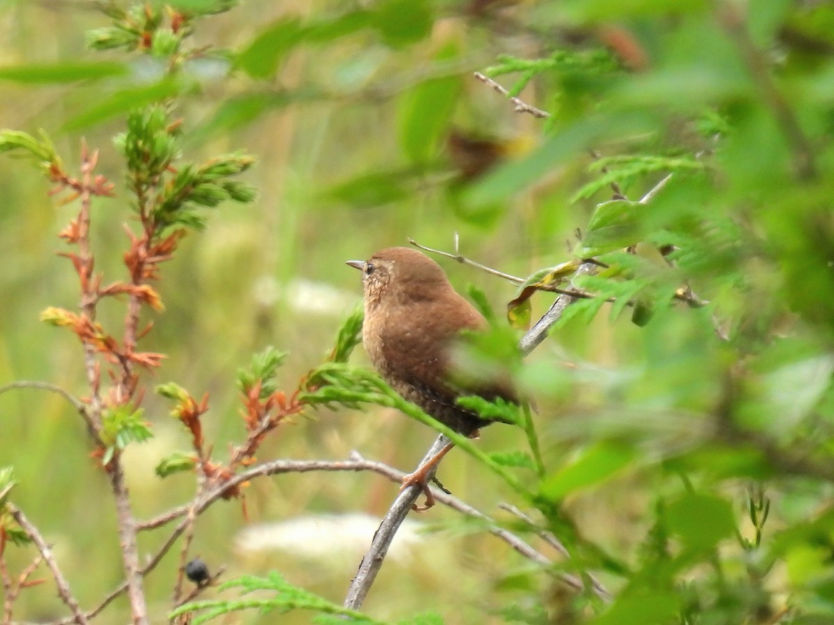 Winter Wren - ML642289415