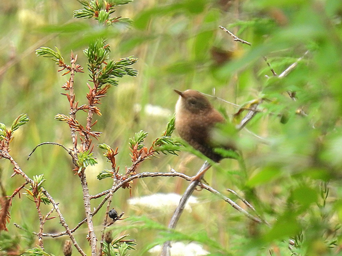 Winter Wren - ML642289417