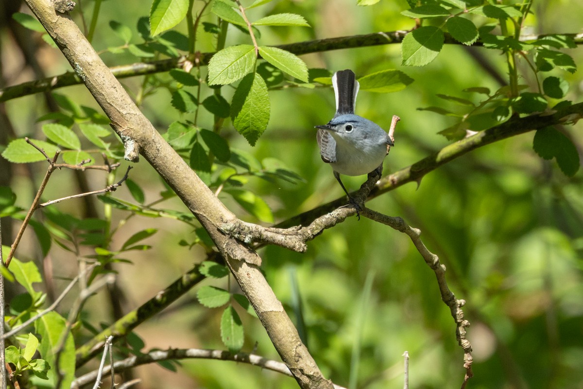 Blue-gray Gnatcatcher - ML642289419