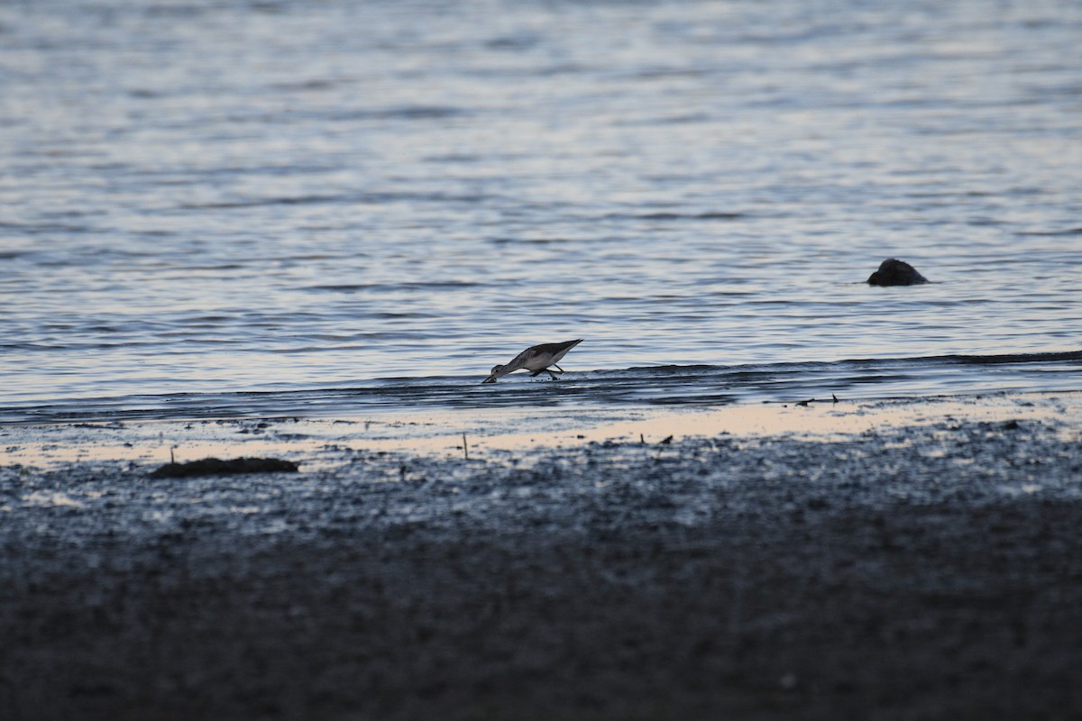 Common Greenshank - ML642289426