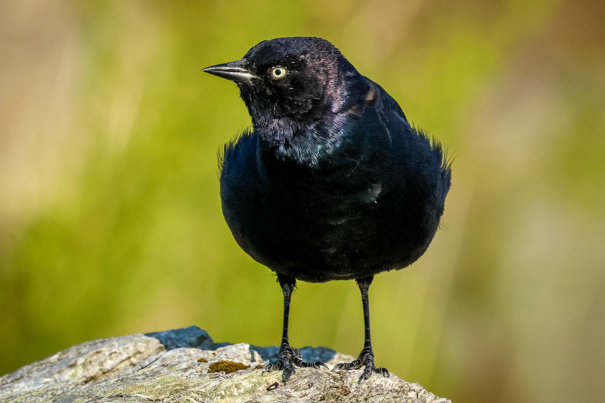 Brewer's Blackbird - ML642289431
