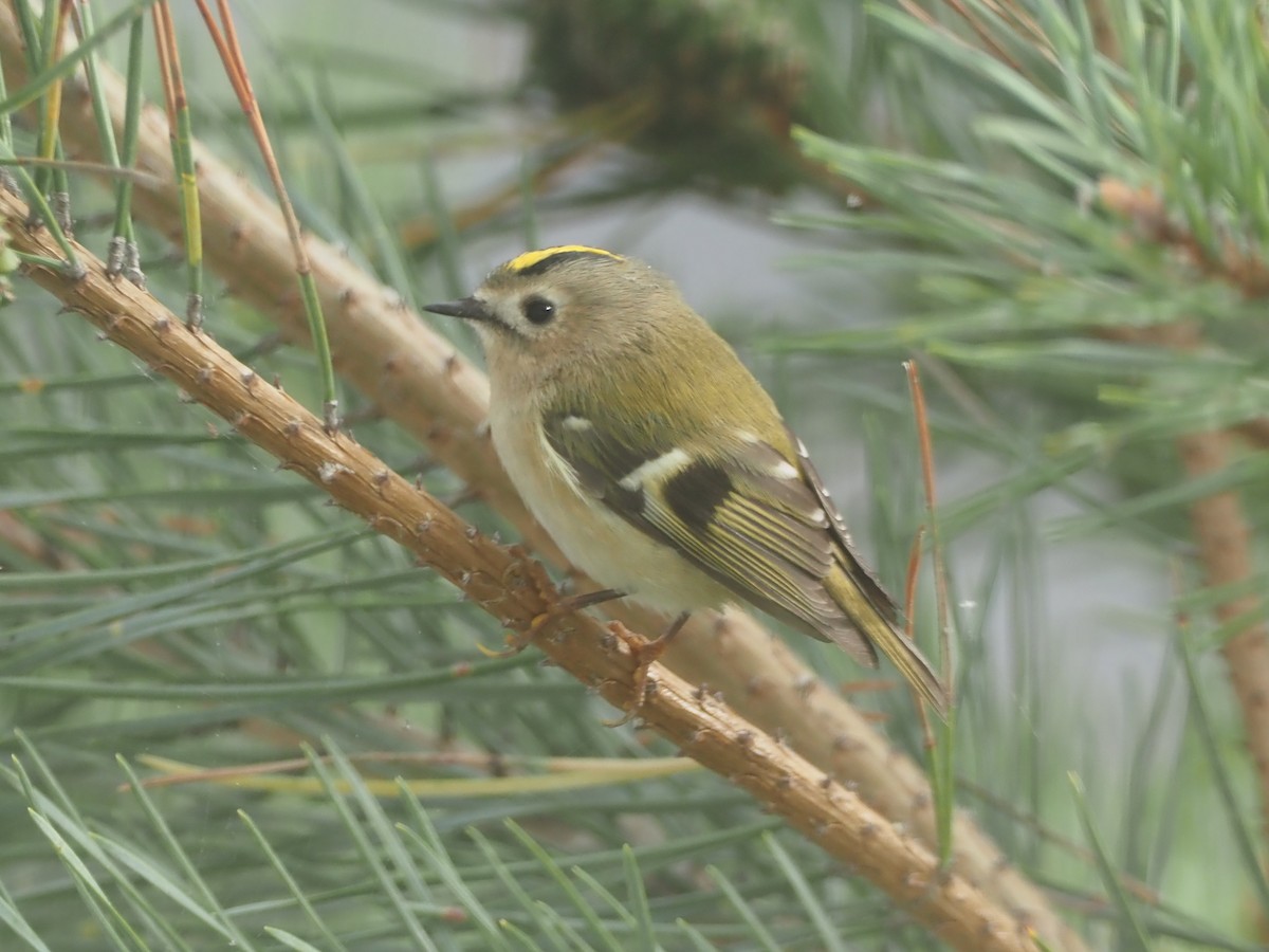 Regolo - ML642289433