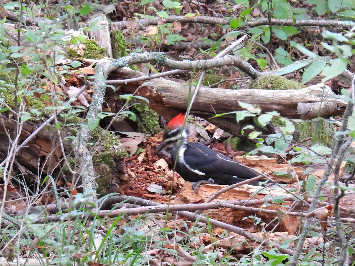 Pileated Woodpecker - ML642289434