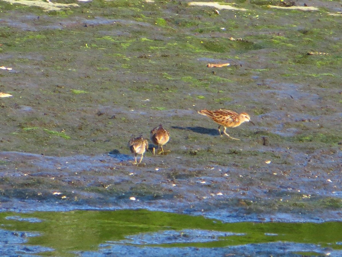 Least Sandpiper - ML642289437
