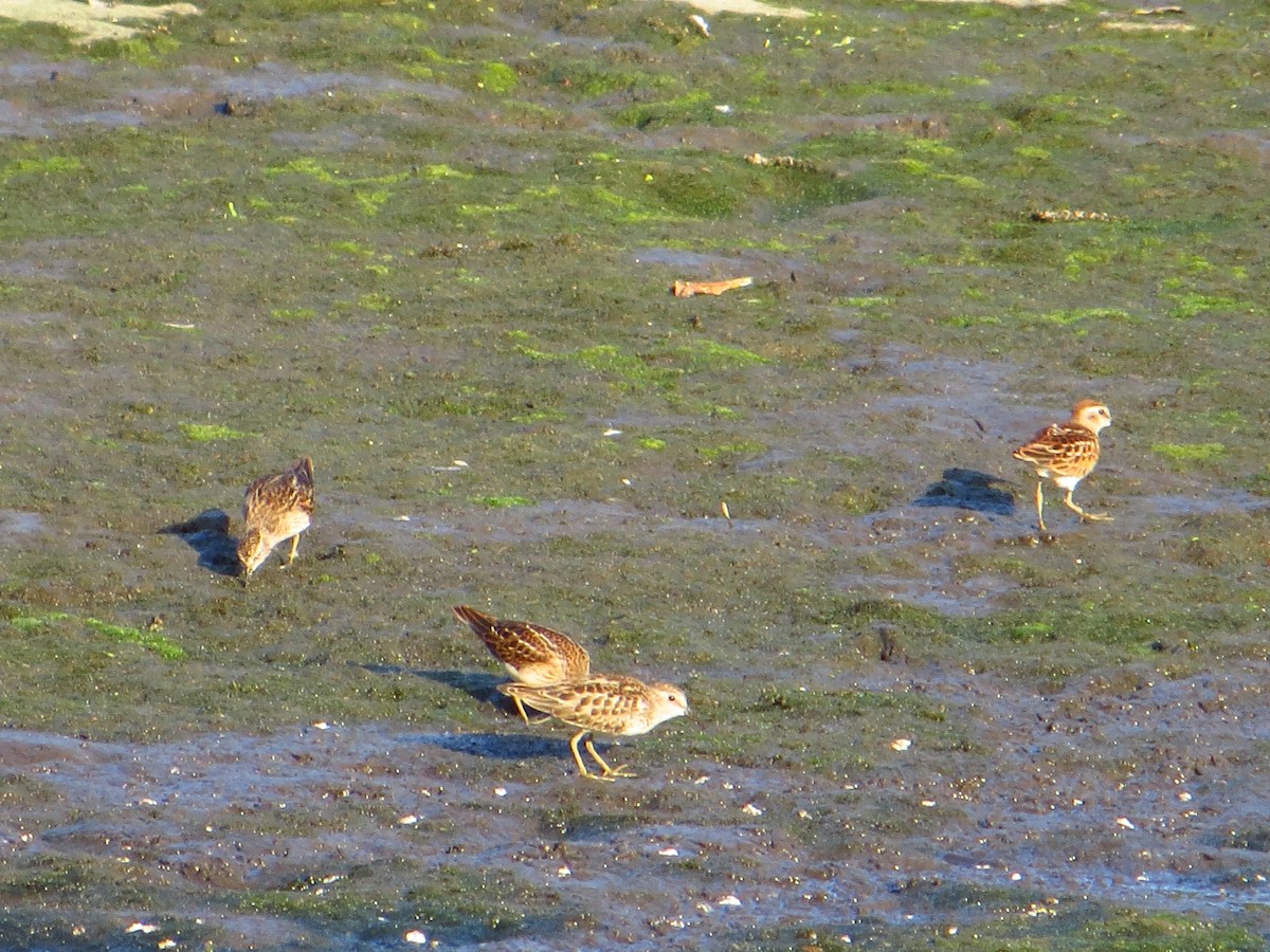 Least Sandpiper - ML642289440