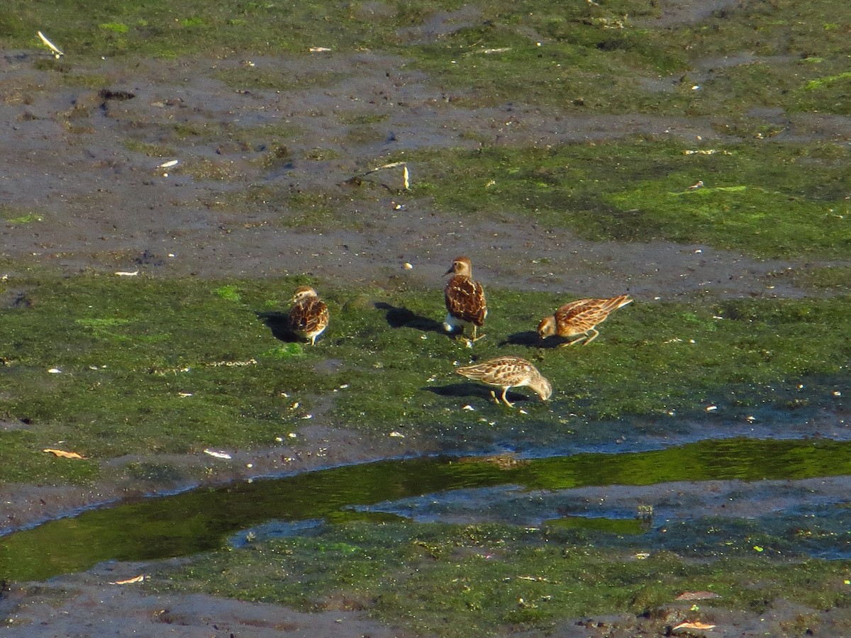 Least Sandpiper - ML642289441