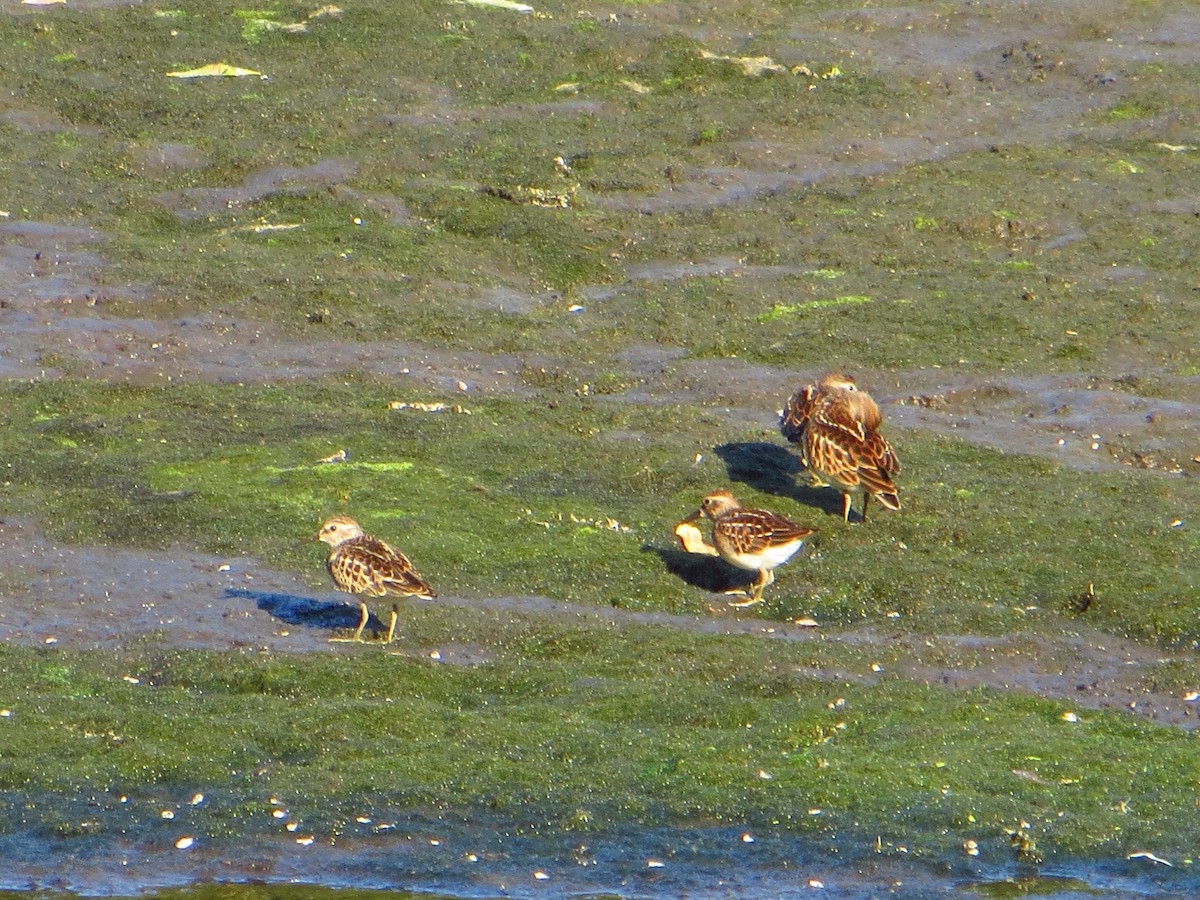 Least Sandpiper - ML642289442