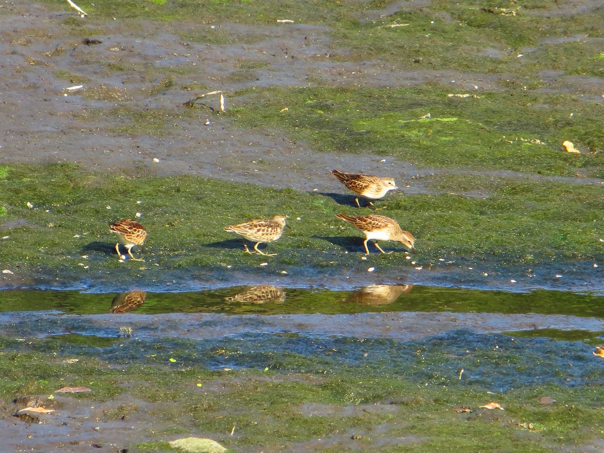 Least Sandpiper - ML642289444