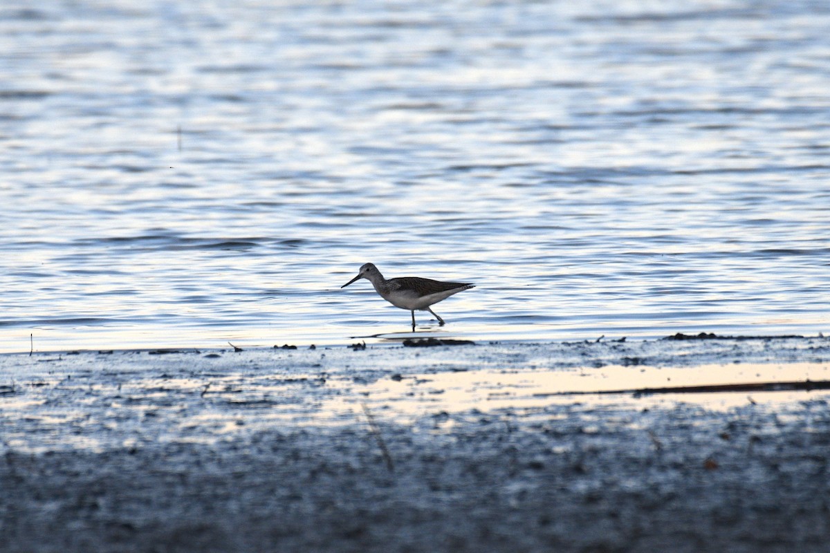 Common Greenshank - ML642289447