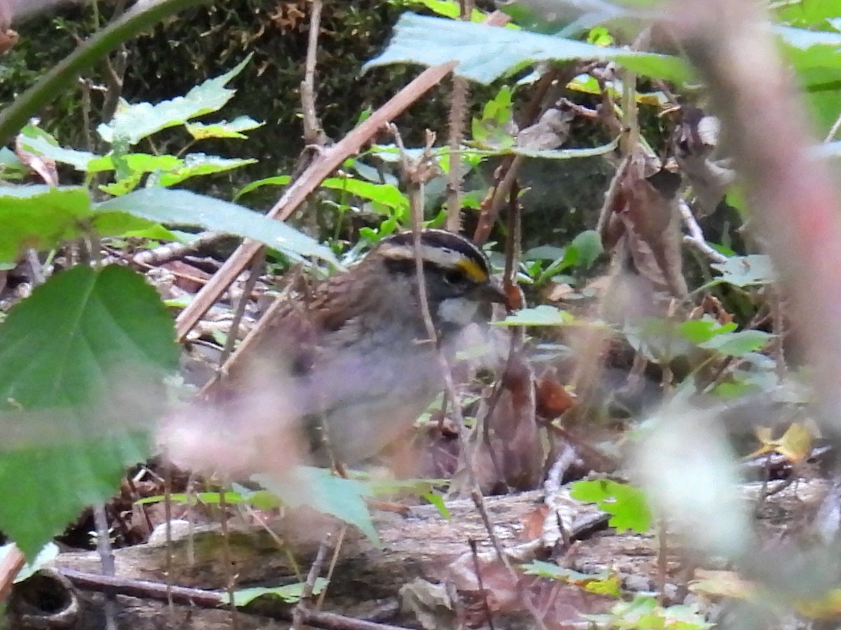 White-throated Sparrow - ML642289456