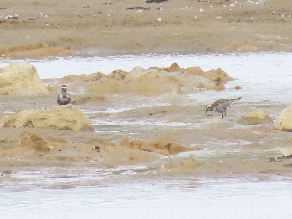 American Golden-Plover - ML642289463