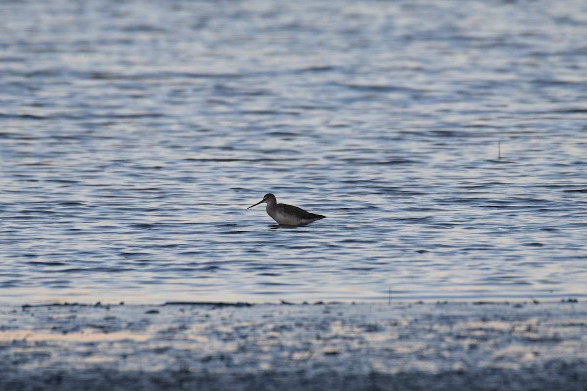 Spotted Redshank - ML642289470